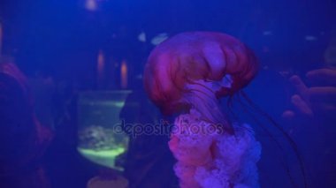 Denizaltı dünya. Deniz fauna güzelliği