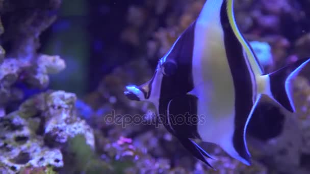 Tropical black and white fish with yellow tail fin swims near coral — Stock Video