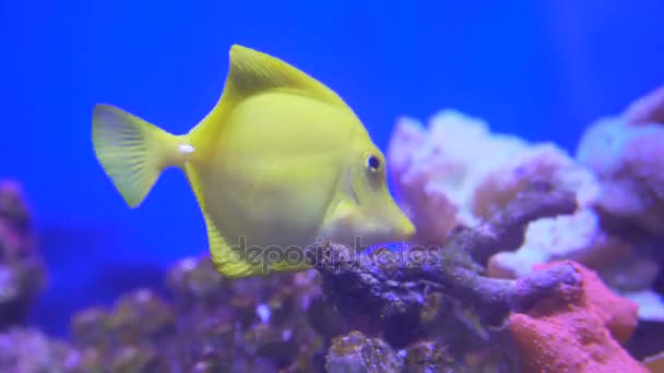 Zabrasoma en el agua: peces de color amarillo brillante nadan cerca del coral bajo el agua . — Vídeos de Stock