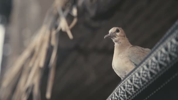 Aves urbanas. Una gran ciudad pájaro blanco escondido bajo el dosel — Vídeo de stock