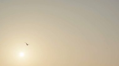 Martılar daire denize batımında gökyüzünde.