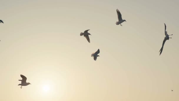 Desert: birds in the sepia sky. The orange sunset sky. — Stock Video