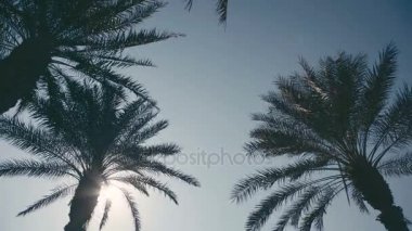 Tropikal ağaçlar gökyüzü ve güneş karşı üst kısımları.
