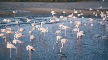 Pembe flamingolar: Dubai Gölü parkta bir sürü. Olağandışı kuşlar