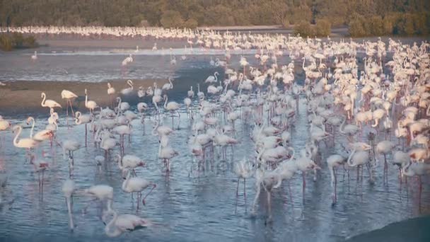 Muchos flamencos beben agua. Vida silvestre y aves . — Vídeo de stock