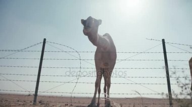 Bir deve etrafına bakıyor ve kayalık arazi yiyor ve etrafta dolaşıyor