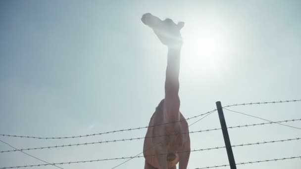 Animais do deserto. Camelo para esgrima nos Emirados Árabes Unidos. Ruminante . — Vídeo de Stock