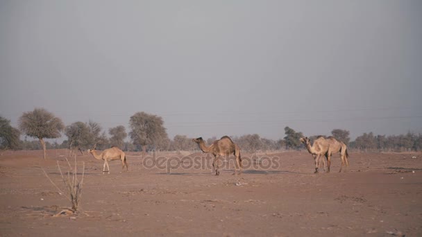 Camelos no deserto. Quatro camelos no seu habitat natural — Vídeo de Stock