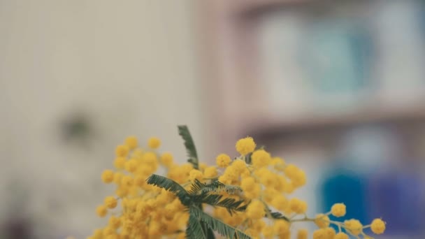 Close-up: branches of yellow mimosa. Spring flowers. Florist. — Stock Video