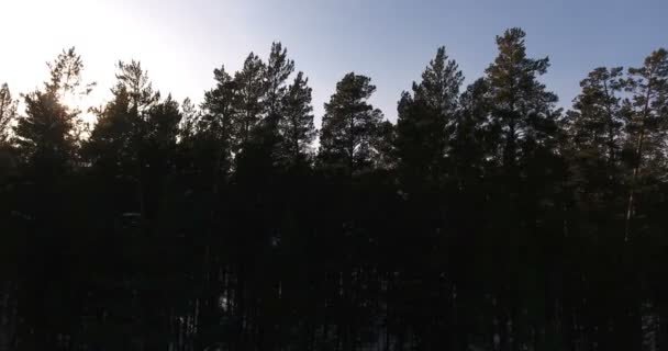 Calm winter nature. Rare shots of the nature of Siberia. — Stock Video