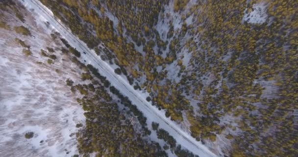 Arbres à feuilles persistantes - Épinette de Sibérie - entourés de neige blanche 