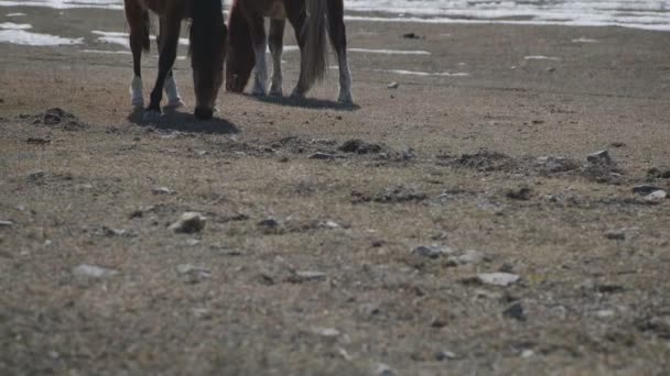 Cavalos selvagens na montanha. Dois cavalos no pasto — Vídeo de Stock