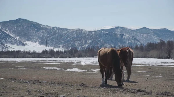 Két gyönyörű lovat séta a hegyekben. Ló család Stock Kép