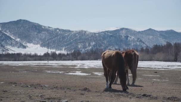 Dos hermosos caballos caminan por las montañas. Familia de caballos — Vídeos de Stock