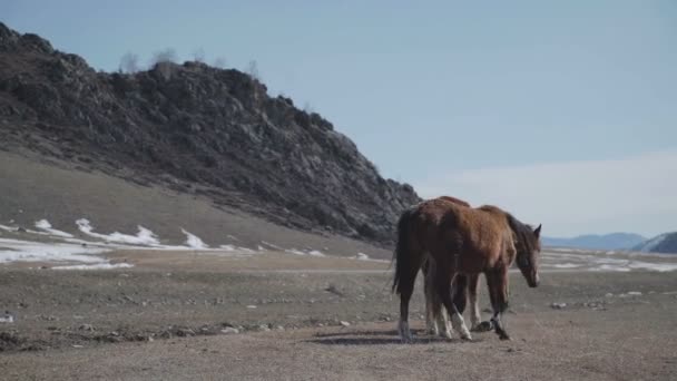 Familia de caballos: un par de caballos conmovedores en un valle montañoso . — Vídeos de Stock