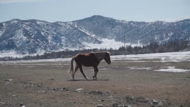 Familia de caballos en el pasto. Montañas paisaje con manada de caballos . — Vídeos de Stock