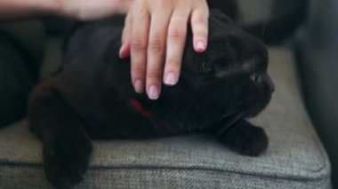 Eller siyah bir kedi okşayarak. İskoç lop-eared kedi