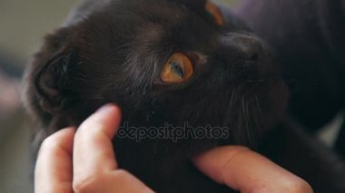 Bir kedi sever safkan bir kedi ve konturlar namlu tutar.