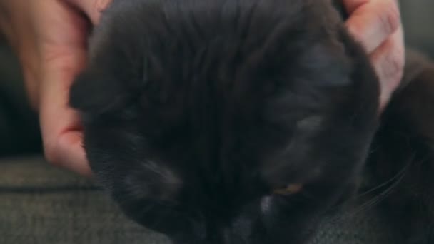 스코틀랜드 lop-eared 고양이: 여성 손 애 무 고양이 처음 그의 얼굴. — 비디오