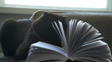 Bir kedi ile büyük yuvarlak sarı eyes kitabın sayfalarında görünüyor
