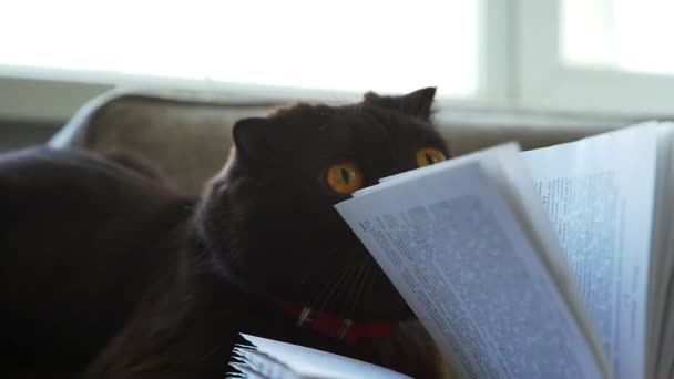 Játékos macska és könyv. Skót brit macska játszik a könyv oldalain. — Stock videók