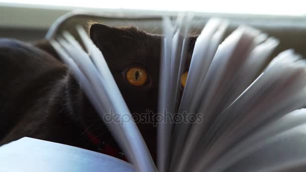 Gato castaño grueso en el sofá con libro. Gato juguetón y libro . — Vídeo de stock