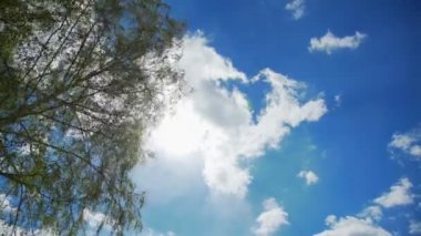 Mavi açık bahar gökyüzü ve bir ağaç çiçek yaprakları ile.