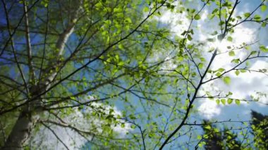 Arka plan bulut karşı genç parlak yeşil ile huş ağacı yaprakları