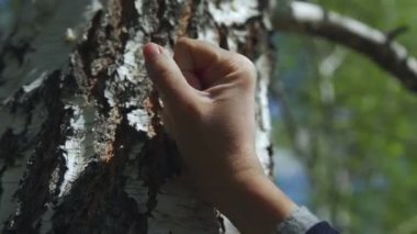 Açık bahar gökyüzü, huş ağacı gövde - Rusya, el doğa sembolü.