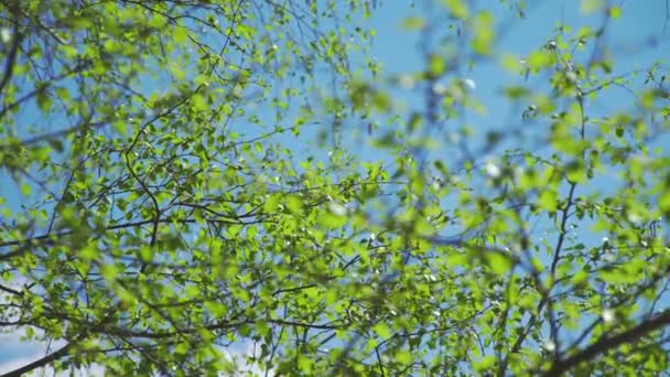 Primavera naturaleza mayo: un cielo azul claro y brotes florecientes en los árboles — Vídeos de Stock