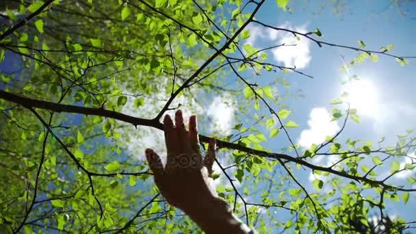 Mão contra o fundo de um céu azul claro e folhas florescentes — Vídeo de Stock