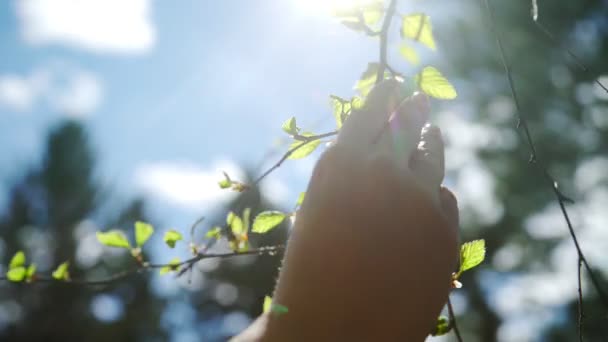 Mão contra o pano de fundo de uma paisagem natural de céu e madeira . — Vídeo de Stock