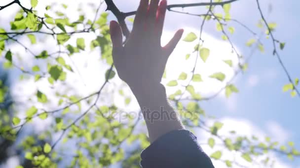 Man and nature: hands against spring nature. Bright sun and clear sky — Stock Video