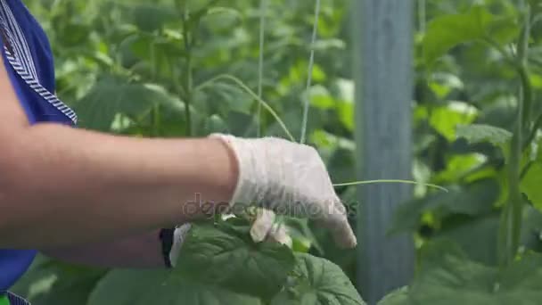 Les mains d'un agriculteur en gants blancs attachent les pousses de culture en croissance . — Video