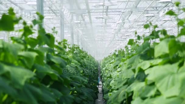 La sala principale del complesso di serra per la coltivazione di cetrioli . — Video Stock