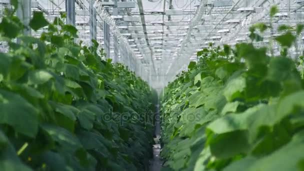 Große industrielle Gemüseproduktion: moderne Öko-Produktion. — Stockvideo