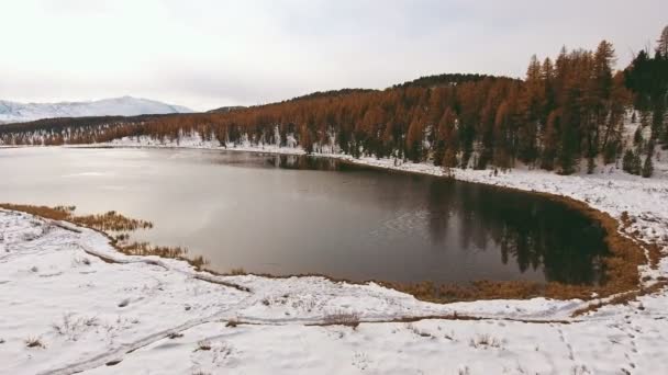 Незамерзшее озеро, окруженное первым выпавшим снегом, желтые деревья — стоковое видео