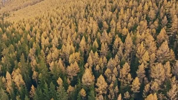 Otoño en las tierras altas, árboles con copas amarillentas, espeso bosque de coníferas — Vídeo de stock