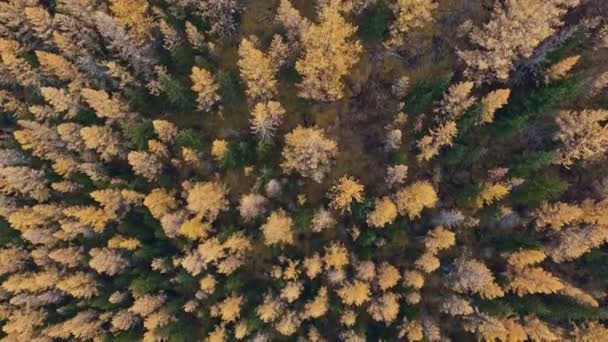 Las copas amarillas de los árboles a principios del otoño: disparado desde una altura, solo árboles . — Vídeos de Stock