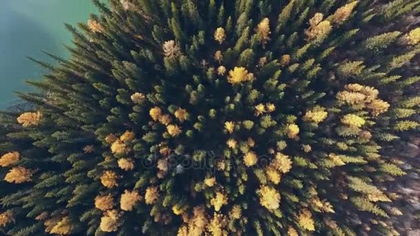 Faixa florestal com coníferas amareladas paralelas ao rio da montanha — Vídeo de Stock