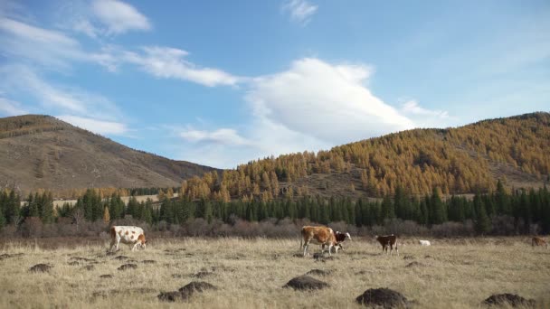 Troupeau de vaches broutant sur un pré sur fond de montagnes — Video