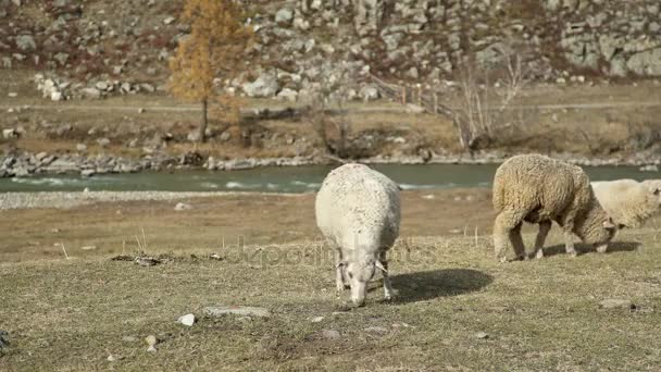 Sheep in mountains: herd of livestock near river — Stock Video