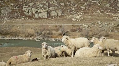 Hayvancılık - bej kuzular - yürümek ve dağlık bir alanda yemek