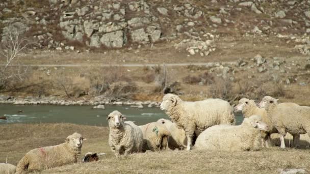 Livestock - beige lambs - walk and eat in a mountainous area — Stock Video