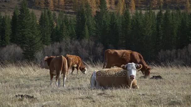 Quatro vacas pastam em um prado: três vacas beliscam a grama, uma vaca jaz — Vídeo de Stock