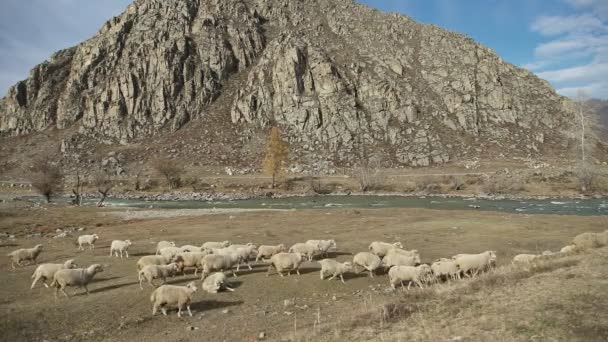 Mandria di pecore al pascolo in un luogo pittoresco con un paesaggio montano — Video Stock