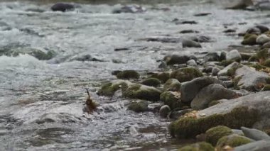 Bir dağ nehir uçurumları: çalkantılı nehir akarsu ve kayalar.