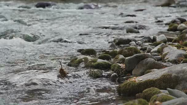 Rifts of a mountain river: a turbulent river stream and rocks. — Stock Video