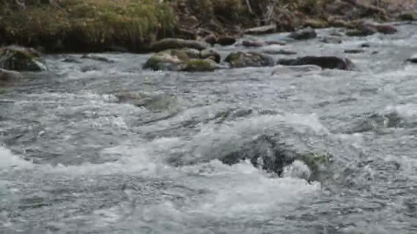 Close-up: de stroom van water en rotsachtige rapids, een berg rivier. — Stockvideo