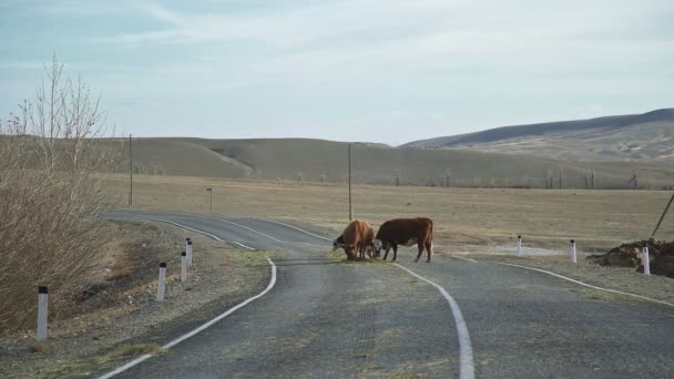 Flock kor på väg i stäppen: korna på bete stoppad på vägen — Stockvideo
